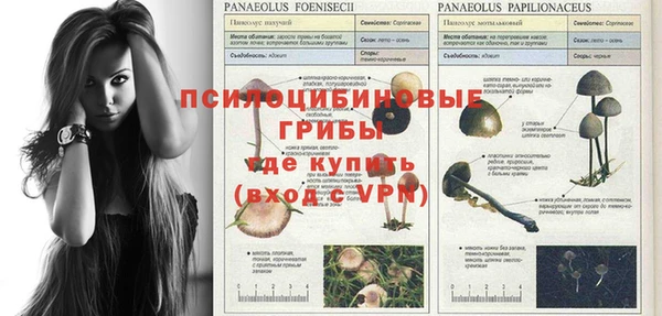 прущие грибы Аркадак